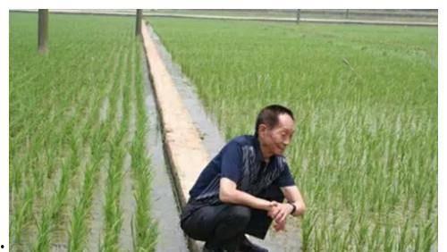袁隆平与明星网红对比图,时代楷模与流量偶像的鲜明对比