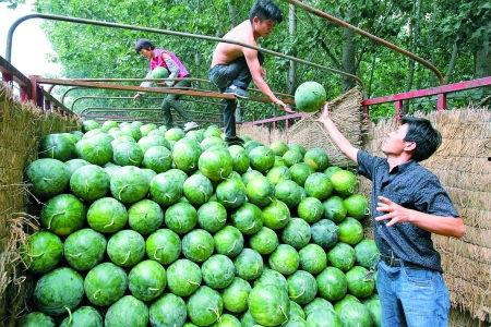 中牟大瓜价格今日行情,价格波动解析