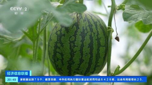 中牟大瓜价格今日行情,价格波动解析