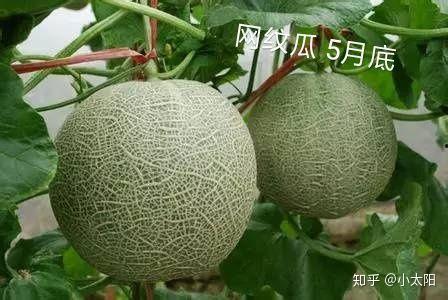 2024网纹瓜今日价格行情,今日价格走势解析