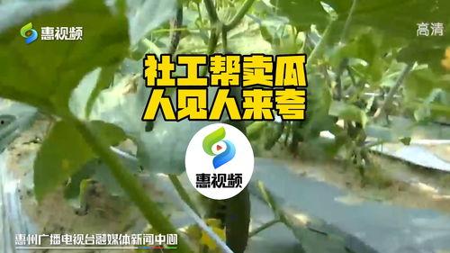 今日长葛头条卖瓜大王,今日头条聚焦卖瓜大王传奇