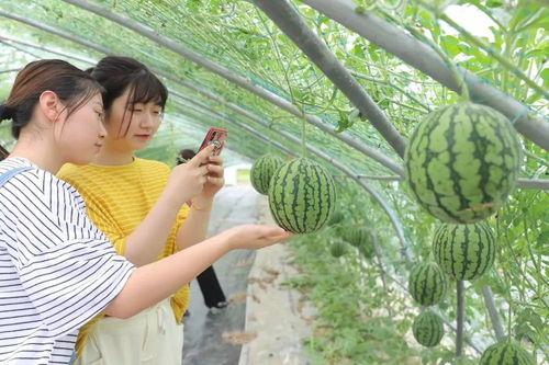 今日吃瓜沈樵,揭秘沈樵背后的故事