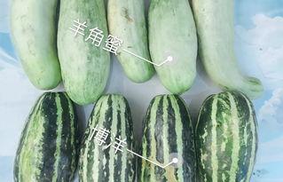 西昌今日瓜,新鲜趣事一网打尽