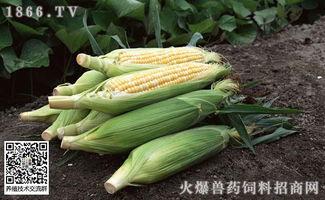 衡水吊瓜今日价格行情,涨跌波动，市场动态一览