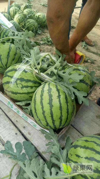 河南小白瓜今日行情,价格波动，市场供需分析