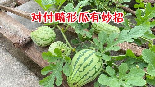 昆明小圆瓜今日行情,价格波动，市场供需分析