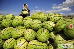 硒砂瓜今日价格丰县批发价格,今日行情一览”