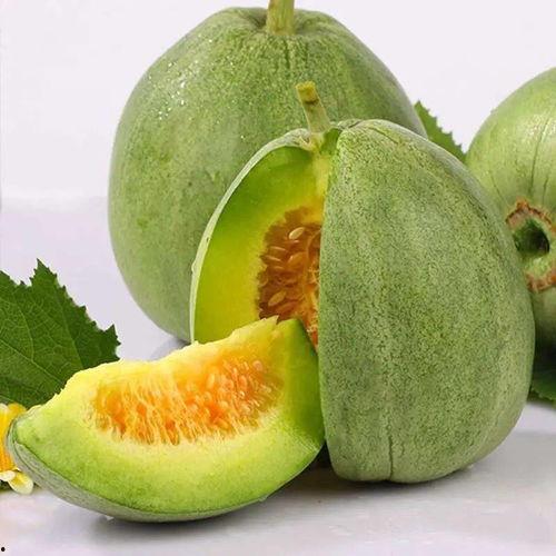 今日头条梨瓜种植视频