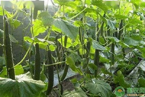 今日江苏鲜瓜价格,夏日炎炎瓜果飘香