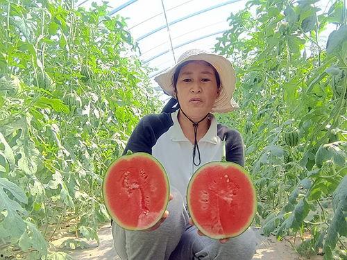 中牟小吊瓜最新今日价格,实时行情一览