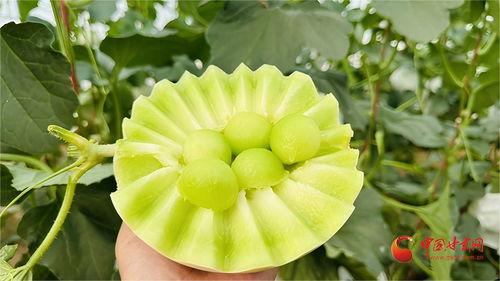 今日全国各地蜜瓜价格,各地蜜瓜价格一览