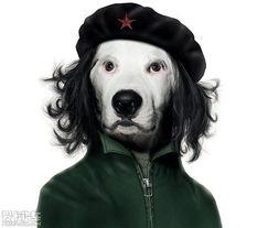人模狗样的明星网红是谁,明星网红背后的真实面目