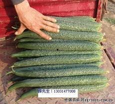 永年南大堡哈密瓜今日行情,今日行情火爆，品质优良备受青睐”