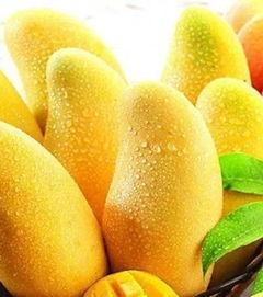 哈密瓜小蜜价格今日价,甜蜜来袭，品质生活新选择”