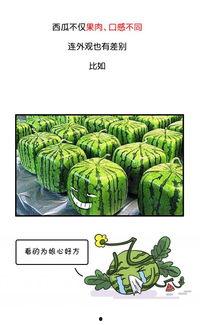 今日吃瓜历史记录图片,回顾历史瞬间，品味人间百态
