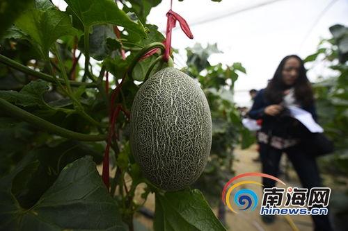 佛罗今日哈密瓜价格,今日佛罗哈密瓜价格行情一览