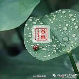 今日谷雨前后点瓜种豆,点瓜种豆迎丰收