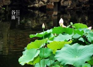 今日谷雨前后点瓜种豆,点瓜种豆迎丰收