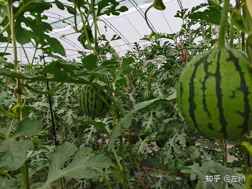 海南小吊瓜今日价格表,新鲜采摘，品质直供