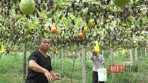 海南小吊瓜今日价格表,新鲜采摘，品质直供