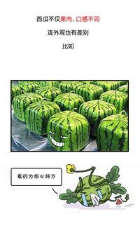 今日吃瓜历史记录图片高清,高清历史记录图片背后的故事