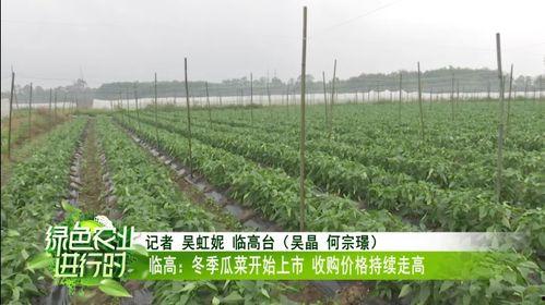 今日瓜菜价最新行情,新鲜直供，价格波动一览