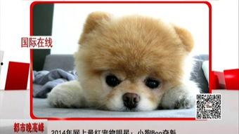 宠物明星网红是谁啊,谁是你的心头好？