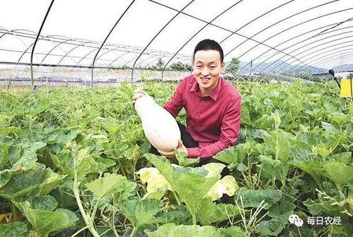 今日大蓬瓜价格行情,涨跌波动，市场动态一览