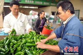 今日海南冬季瓜菜收购价,丰收季喜讯连连