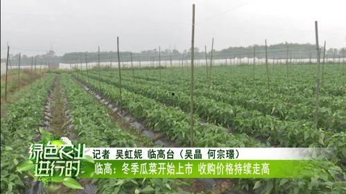 澄迈瓜菜今日收购价格表,新鲜采摘直击收购行情