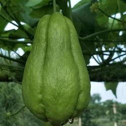信阳今日佛手瓜批发价格表