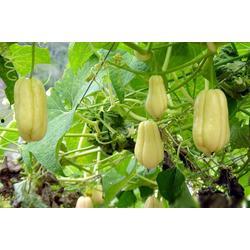 信阳今日佛手瓜批发价格表