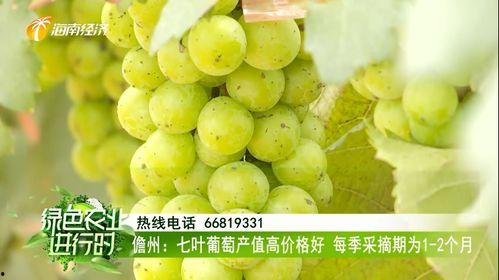今日七叶瓜价格行情