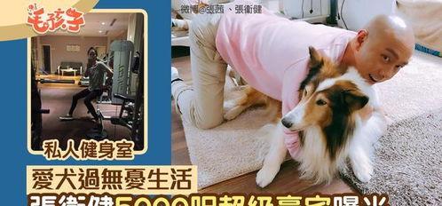 明星网红养狗视频播放,狗狗视频播放量爆表，萌态可掬引网友热议