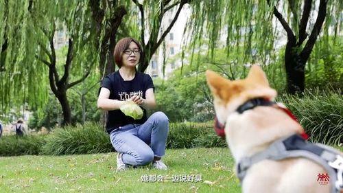明星网红养狗视频播放,狗狗视频播放量爆表，萌态可掬引网友热议