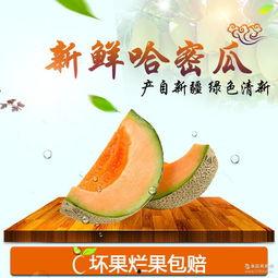 今日新疆哈密瓜行情,甜蜜丰收，价格波动下的市场动态