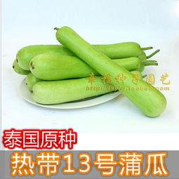 今日蒲瓜的价格是多少,探秘市场波动背后的秘密