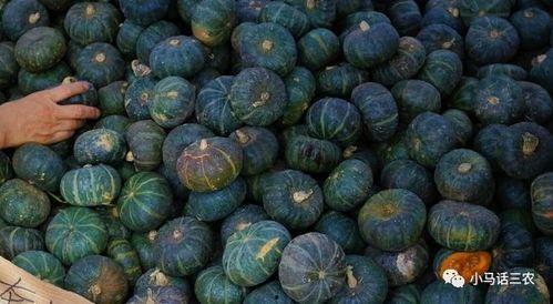 贝贝瓜产地今日价格,新鲜上市，价格行情一览”