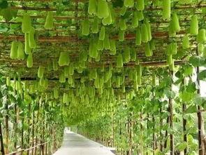 今日黑草吊瓜价格,涨跌波动背后的市场动态