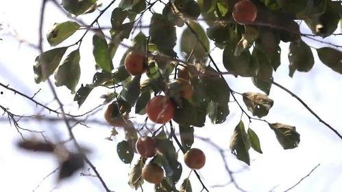 今日黑草吊瓜价格,涨跌波动背后的市场动态