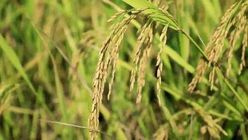今日黑草吊瓜价格,涨跌波动背后的市场动态