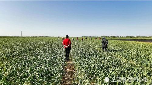 今日德州吊瓜多少钱一斤,今日吊瓜多少钱一斤？