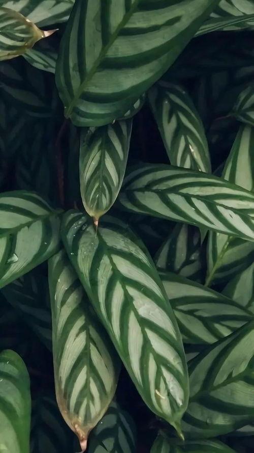 今日扶绥蒲瓜价格表图片,今日行情一览