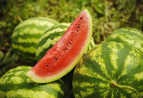 地俏瓜的今日价格多少钱