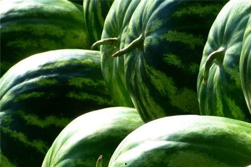 地俏瓜的今日价格多少钱