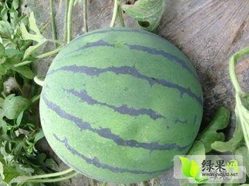 地俏瓜的今日价格多少钱