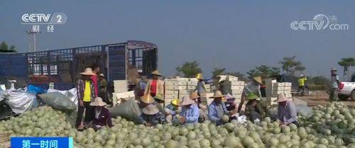 今日海南哈密瓜收购价格,今日行情一览
