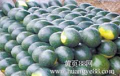 河南今日瓜价最新消息,市场行情波动，消费者关注焦点