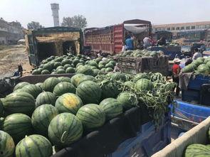 河南今日瓜价最新消息,市场行情波动，消费者关注焦点