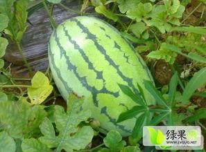 河南今日瓜价最新消息,市场行情波动，消费者关注焦点